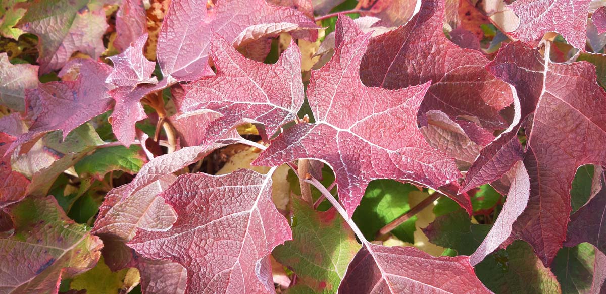 Hydrangea quercifolia 'Sike's Dwarf'