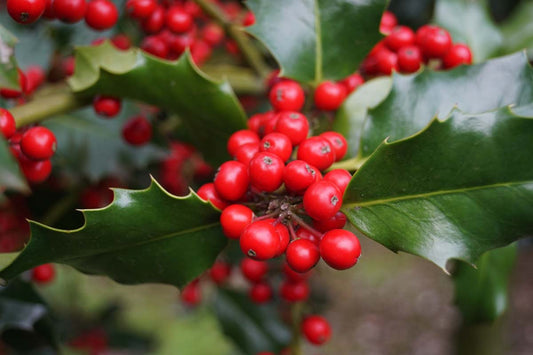 Ilex aquifolium Tuinplanten bes