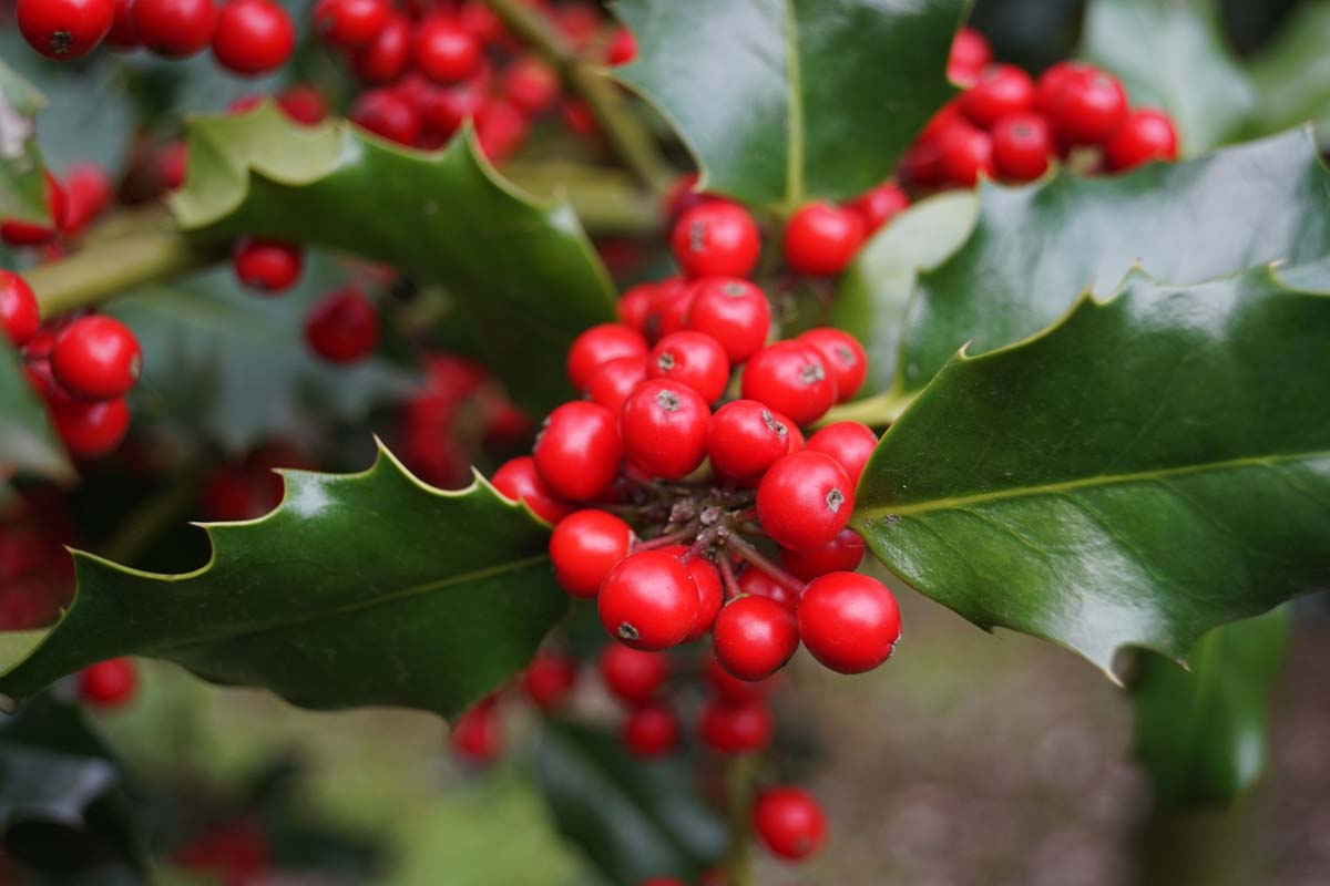 Ilex aquifolium op stam bes