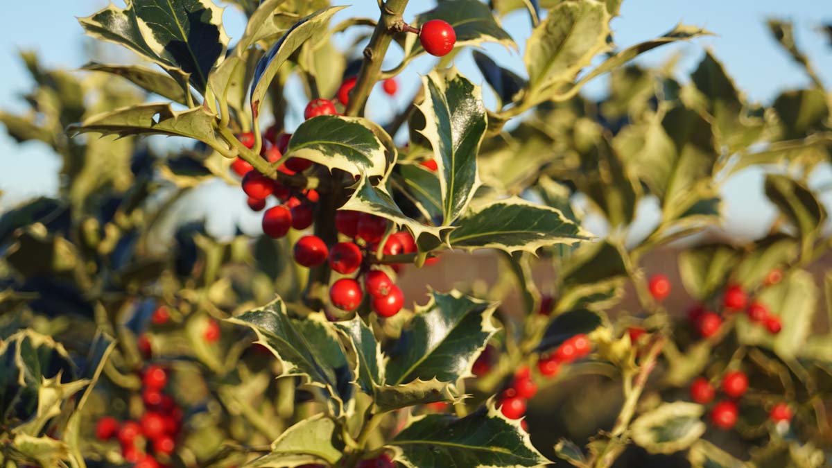Ilex aquifolium 'Argentea Marginata' meerstammig / struik bes