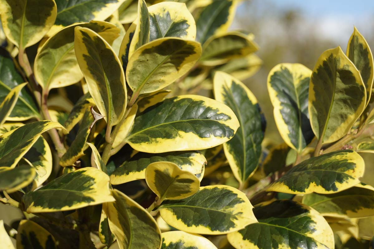 Ilex altaclerensis 'Golden King' op stam