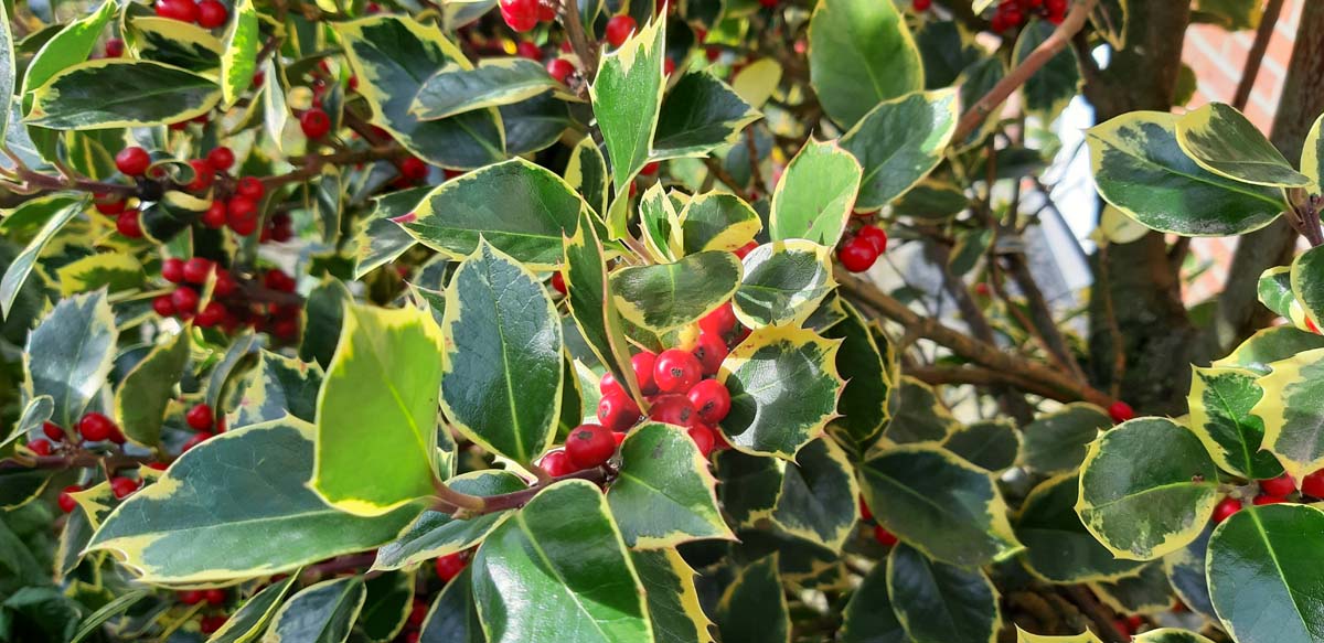 Ilex aquifolium 'Rubricaulis Aurea' meerstammig / struik bes