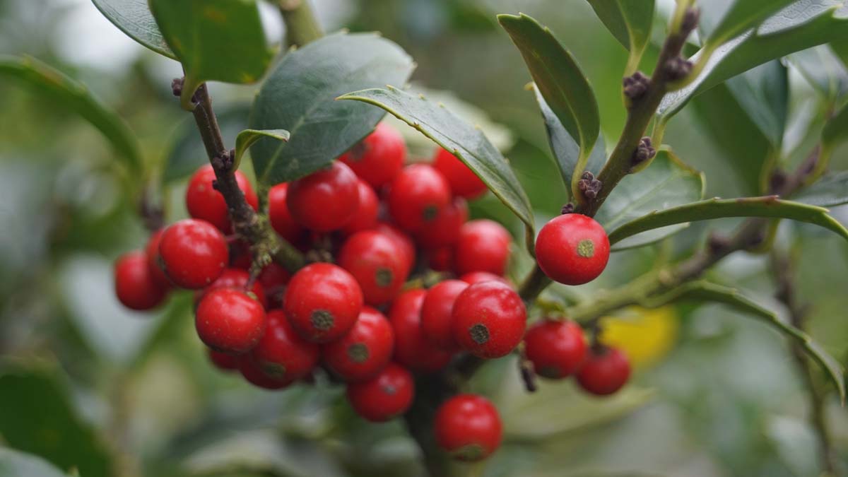 Ilex meserveae 'Blue Prince' Tuinplanten