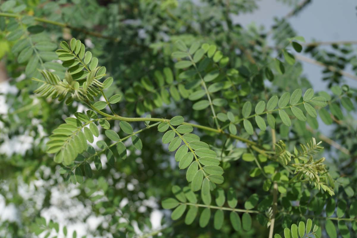 Indigofera heterantha Tuinplanten