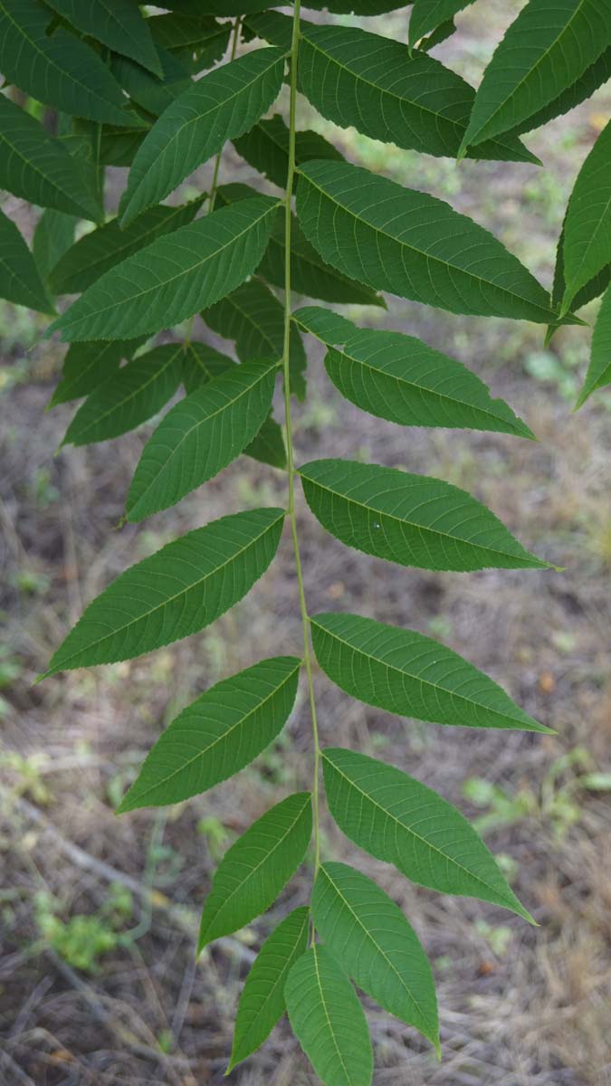 Juglans nigra op stam