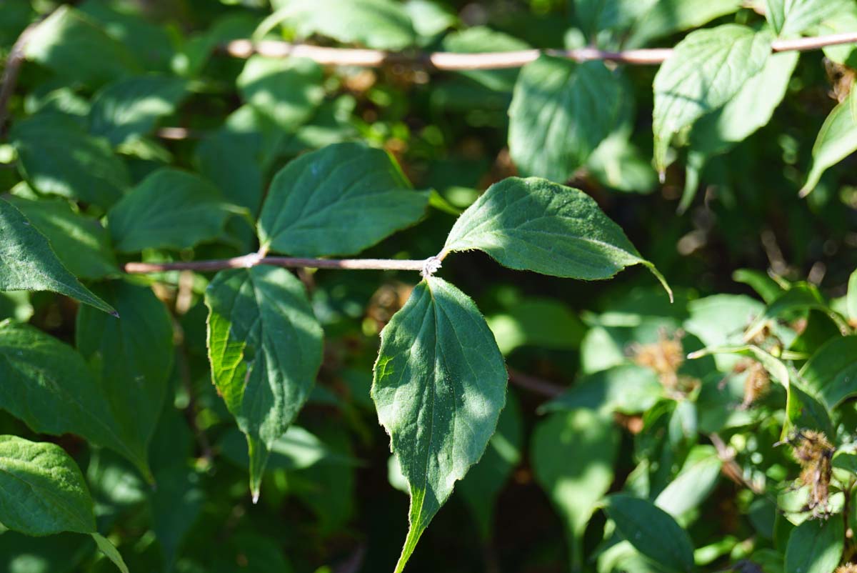 Kolkwitzia amabilis 'Pink Cloud' haagplant