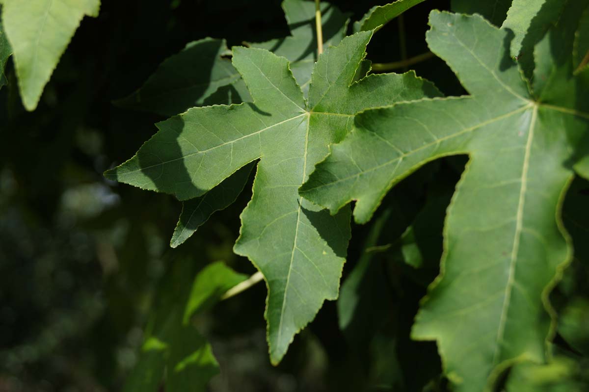 Liquidambar styraciflua 'Gum Ball' Tuinplanten blad
