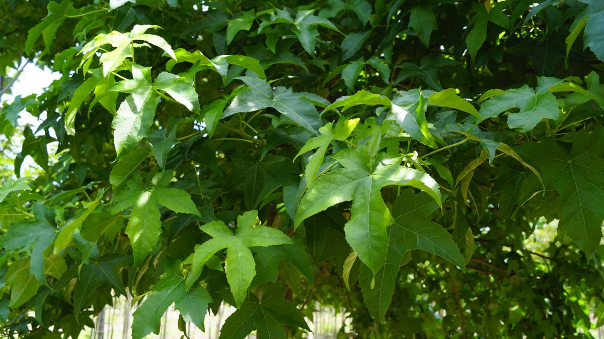 Liquidambar styraciflua 'Lane Roberts' Tuinplanten