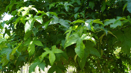 Liquidambar styraciflua 'Lane Roberts' Tuinplanten