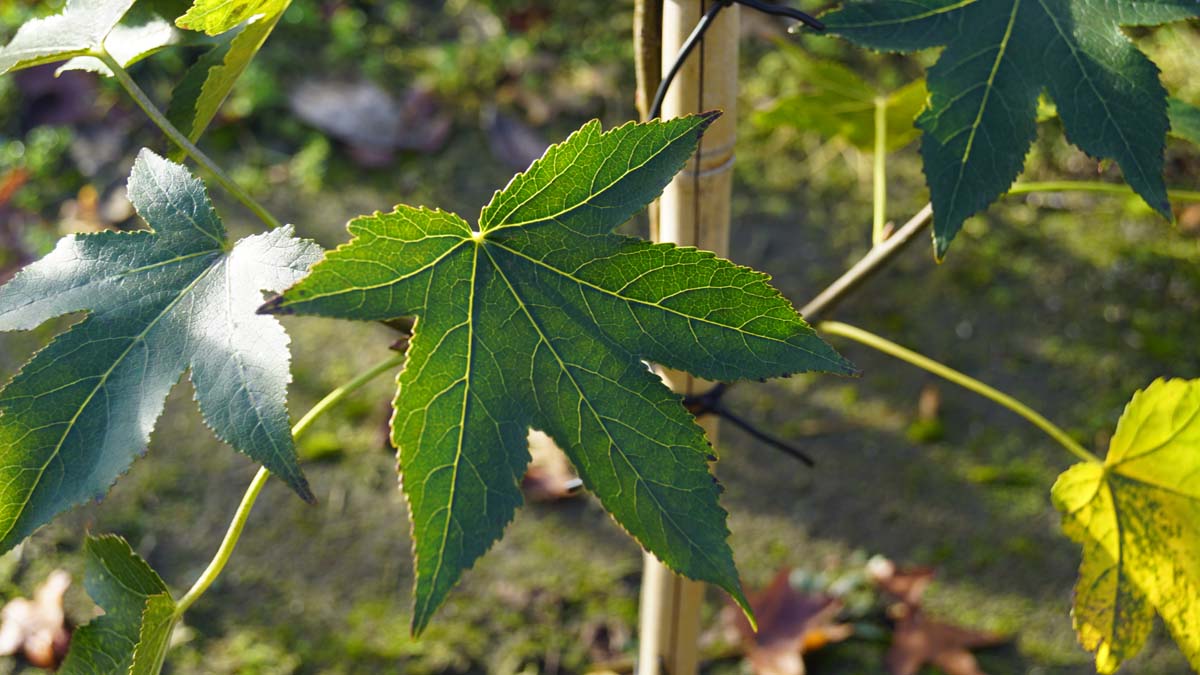 Liquidambar styraciflua 'Moraine' Tuinplanten blad
