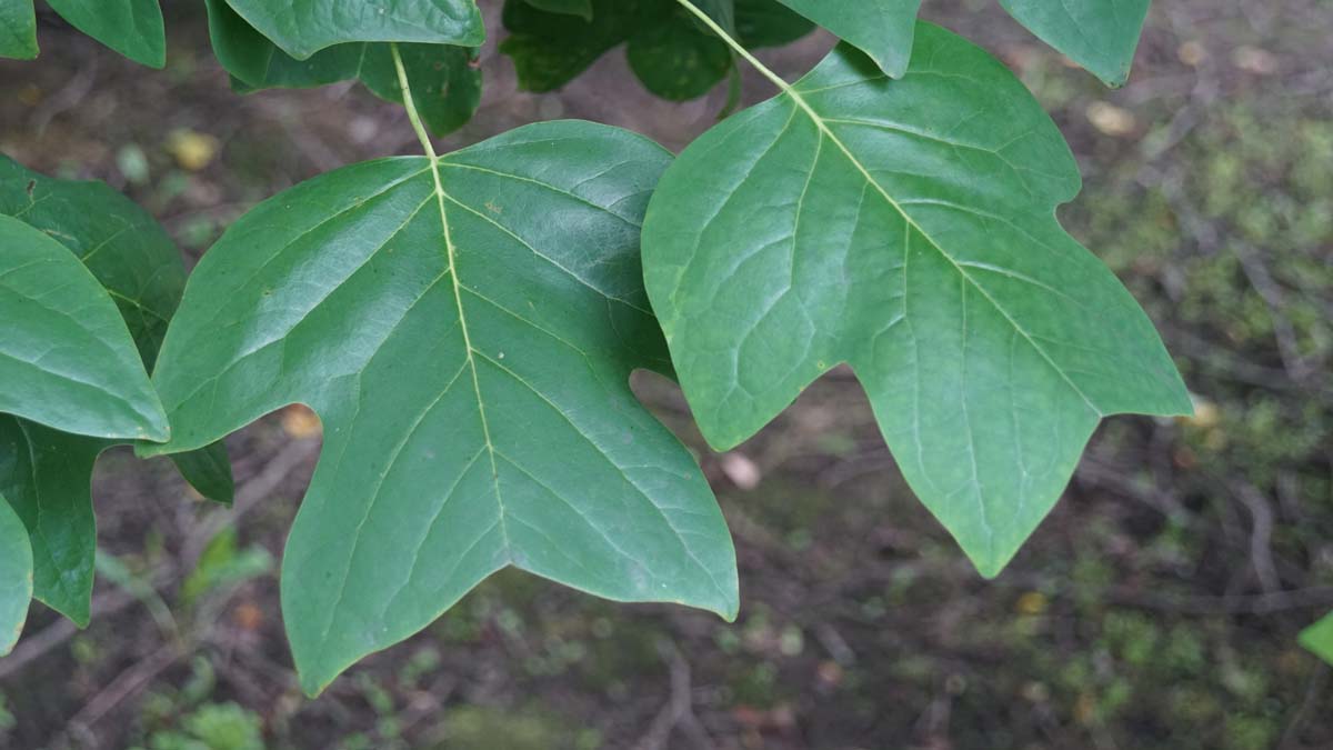 Liriodendron tulipifera op stam blad