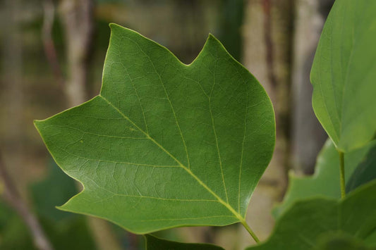Liriodendron tulipifera 'Fastigiatum' solitair
