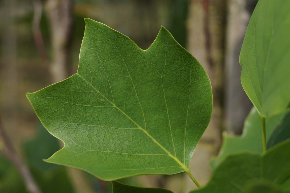 Liriodendron tulipifera 'Fastigiatum' op stam