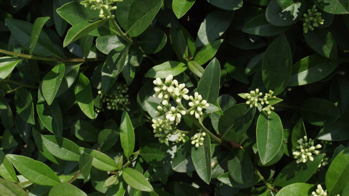 Ligustrum ovalifolium op stam bloem
