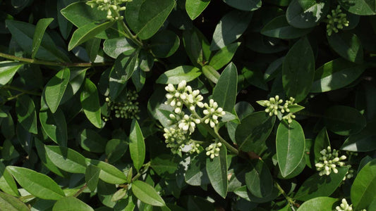 Ligustrum ovalifolium op stam bloem