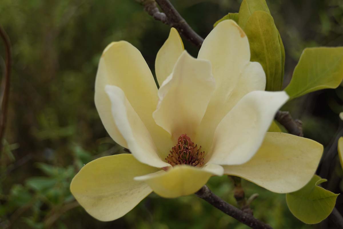 Magnolia brooklynensis 'Yellow Bird' Tuinplanten bloem