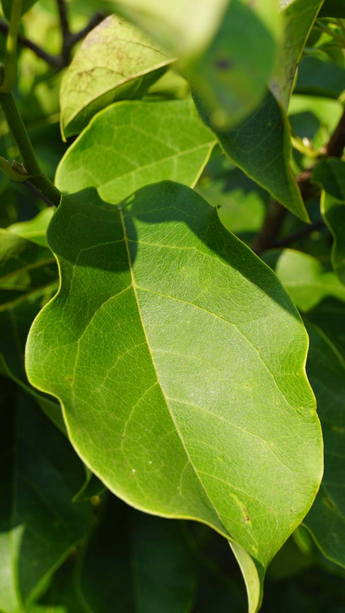 Magnolia 'Spectrum' op stam blad
