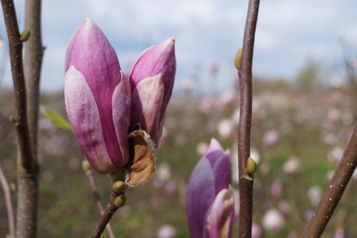 Magnolia soulangeana 'Rustica Rubra' meerstammig / struik