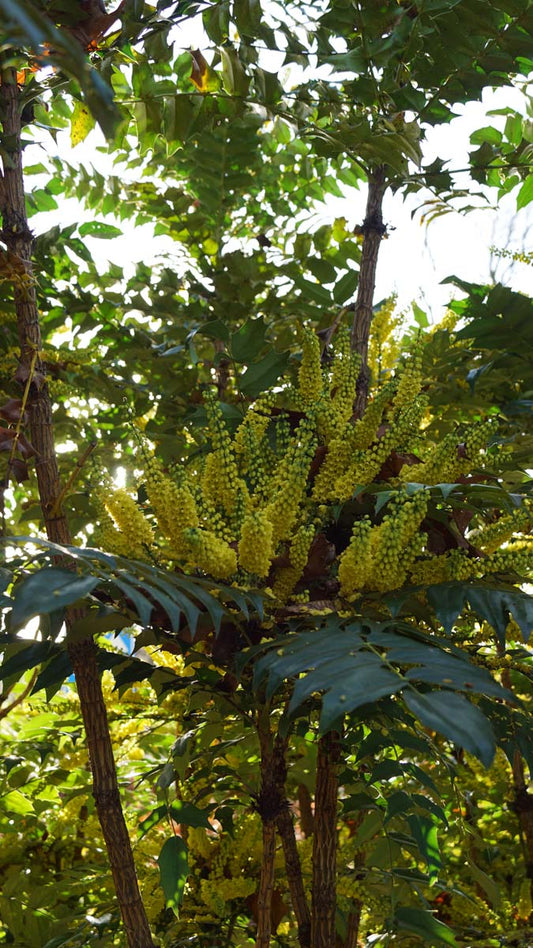 Mahonia japonica Tuinplanten bloem