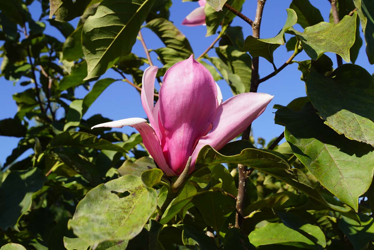 Magnolia soulangeana 'Sundew' meerstammig / struik bloem