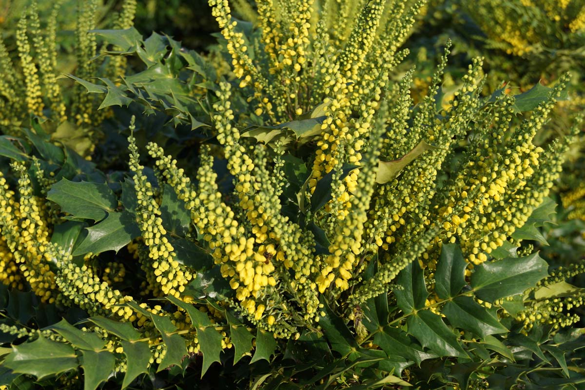 Mahonia media 'Charity'