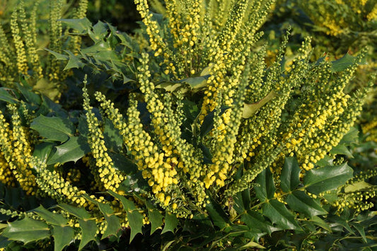 Mahonia media 'Charity'