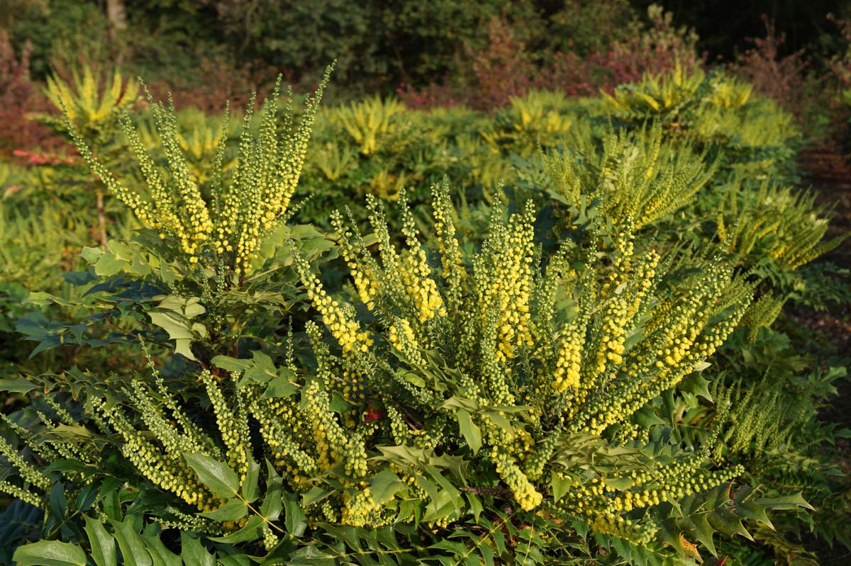Mahonia media 'Winter Sun' Tuinplanten bloesem