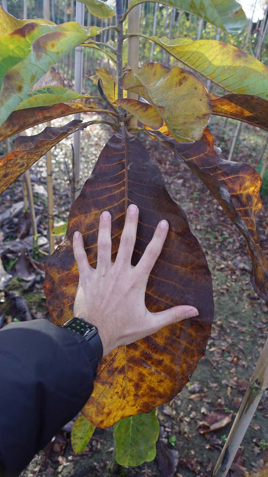 Magnolia tripetala op stam blad