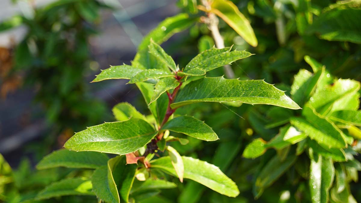 Mahoberberis 'Dart's Desire' Tuinplanten blad