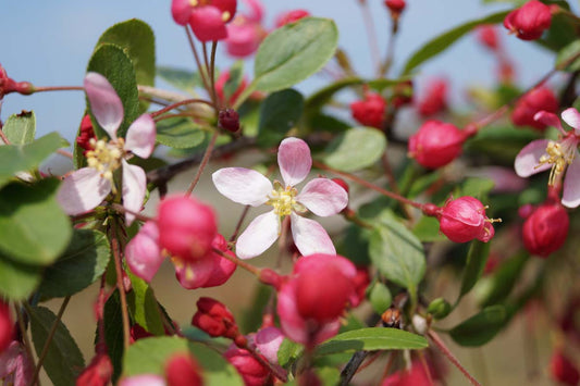 Malus floribunda Tuinplanten