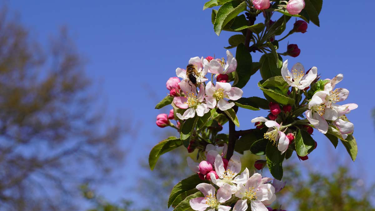Malus 'Golden Hornet' Tuinplanten