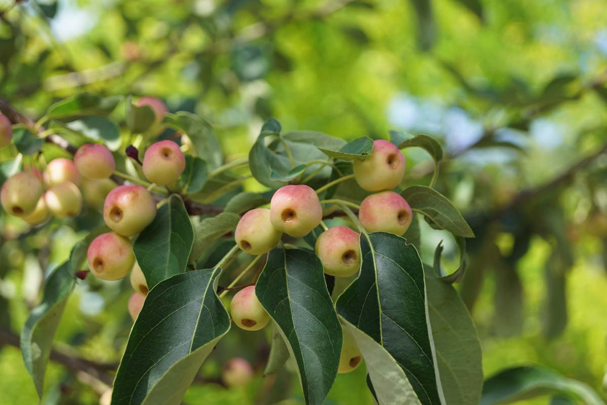 Malus 'Braendkjaer' meerstammig / struik vrucht