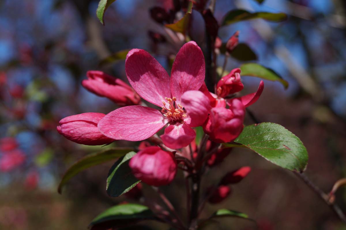 Malus 'Makamik' meerstammig / struik