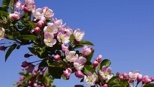 Malus 'Red Sentinel' solitair bloesem