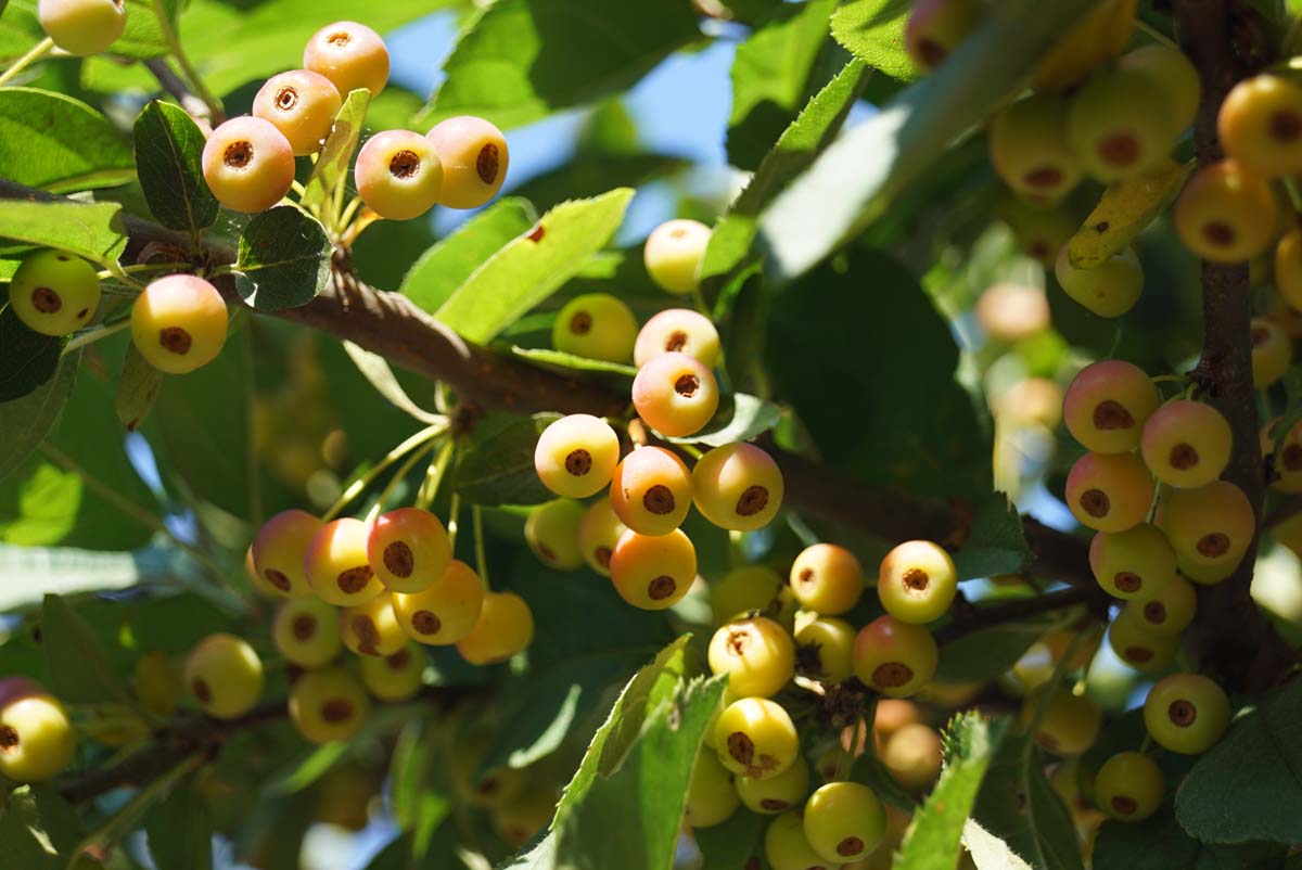 Malus toringo sargentii op stam