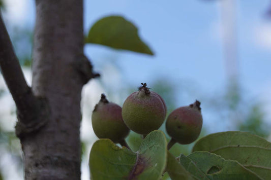 Malus tschonoskii haagplant