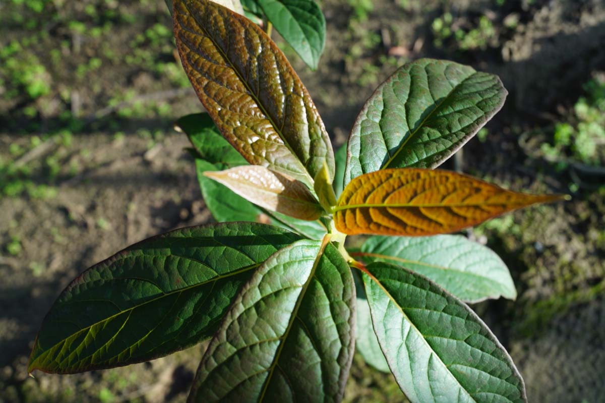 Nyssa sinensis op stam