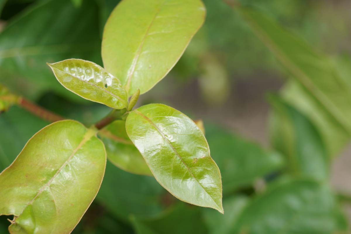 Nyssa sylvatica solitair
