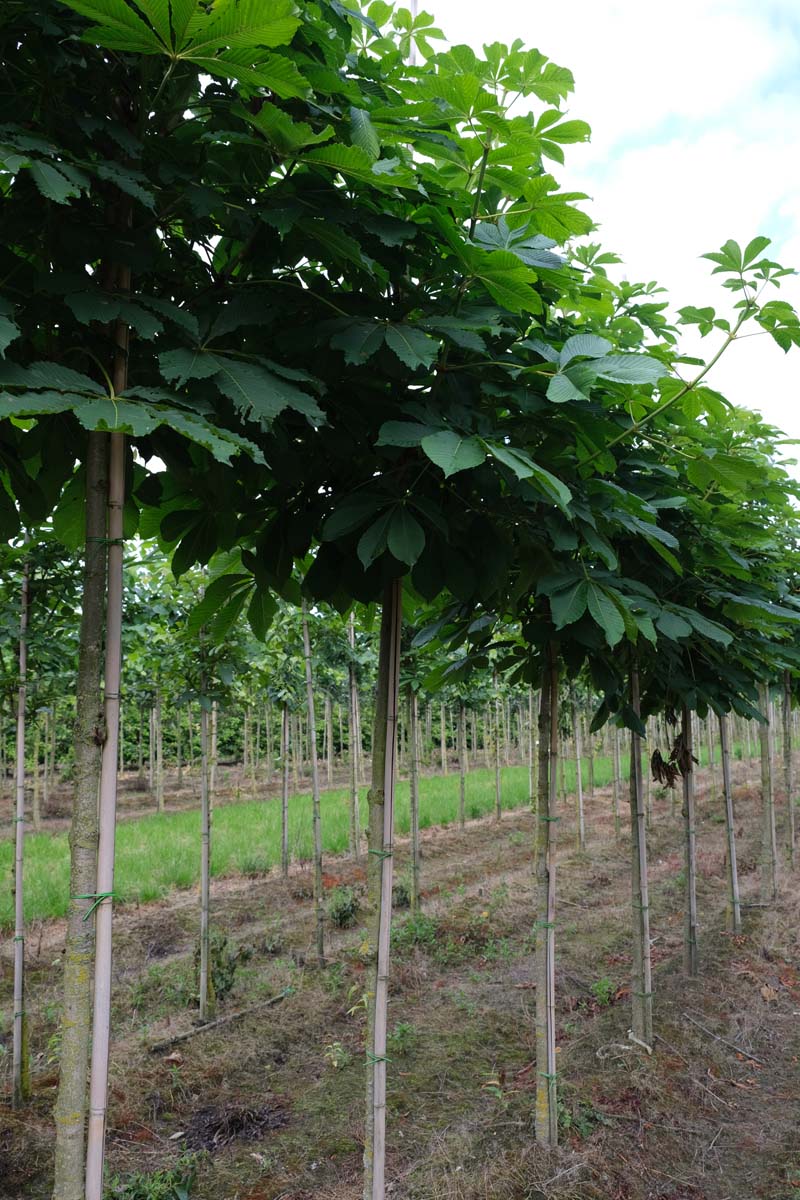Aesculus turbinata op stam op stam