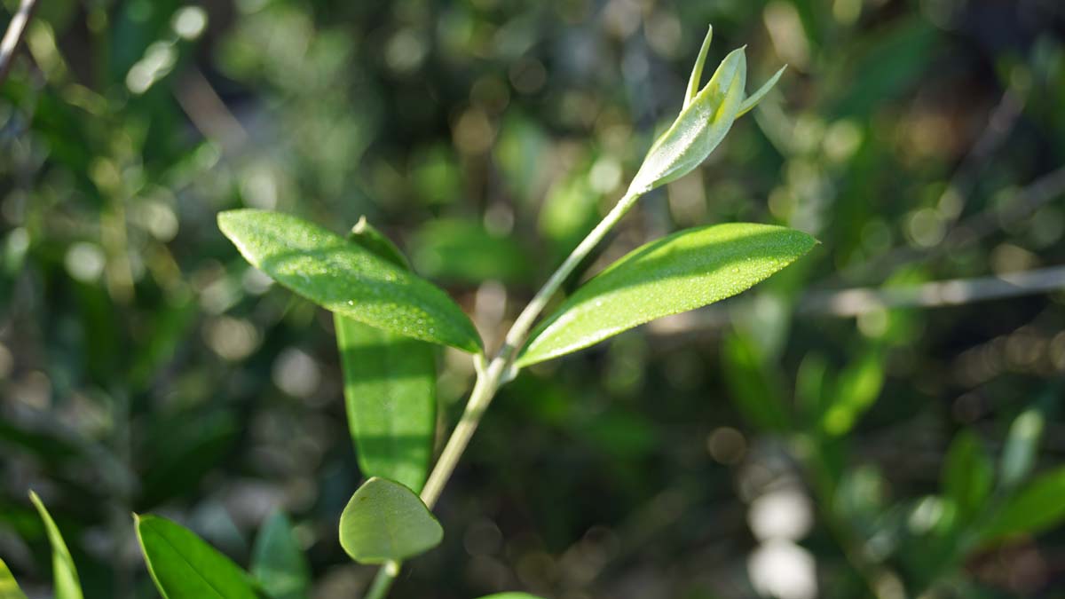 Olea europaea solitair