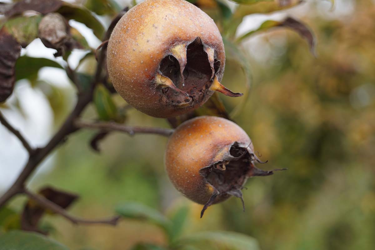 Mespilus germanica Tuinplanten vrucht