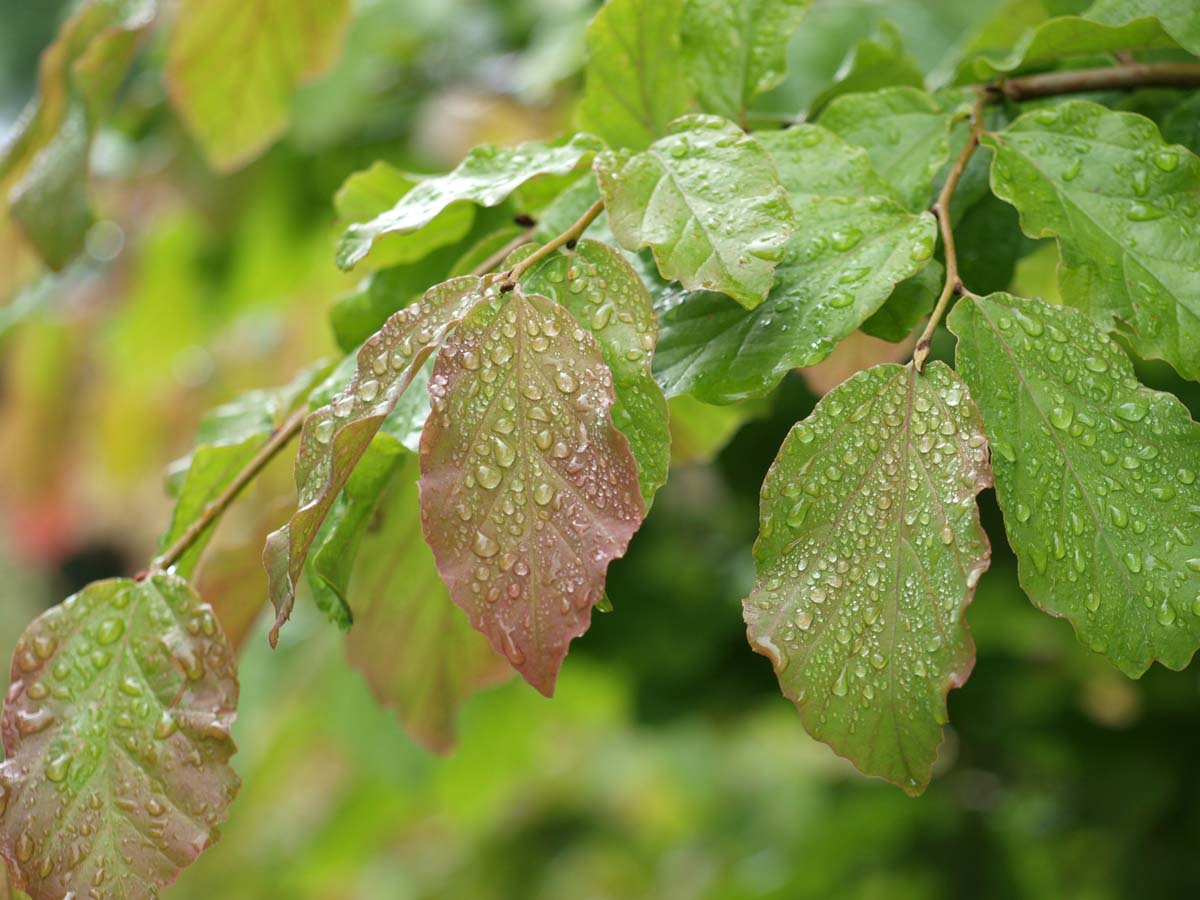 Parrotia persica 'Vanessa' meerstammig / struik blad