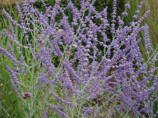 Perovskia atriplicifolia op stam