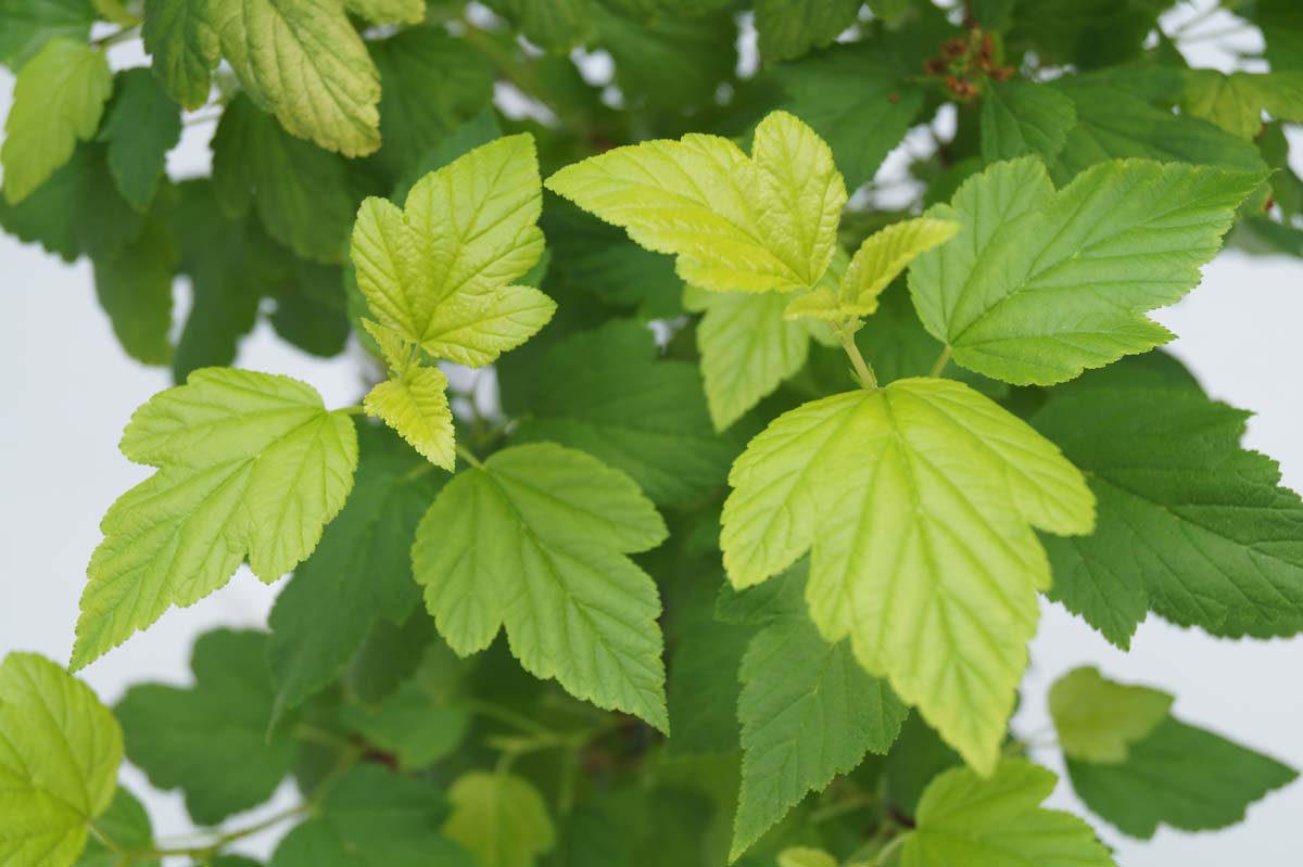 Physocarpus opulifolius 'Dart's Gold' Tuinplanten