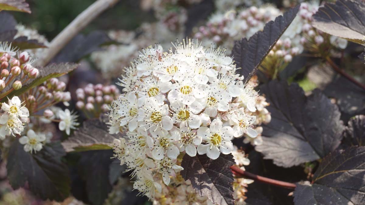 Physocarpus opulifolius 'Diabolo' Tuinplanten