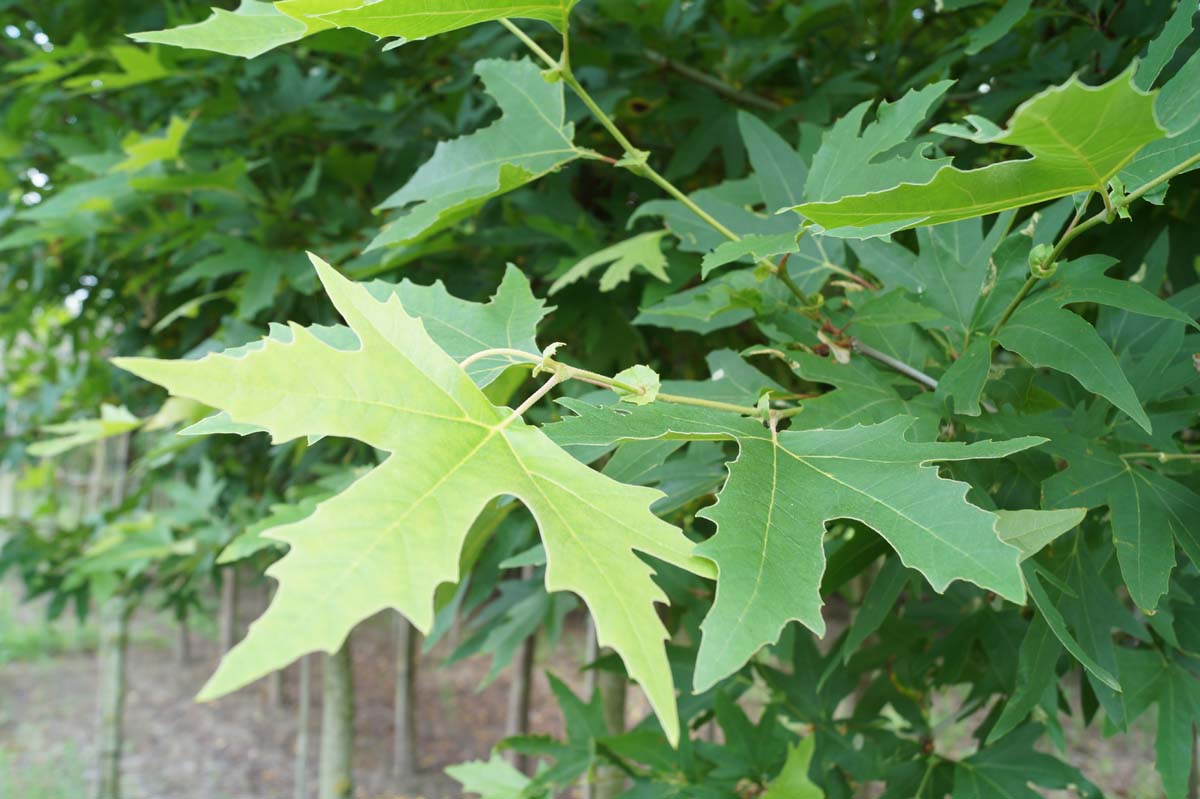 Platanus orientalis 'Mirkovec' solitair blad