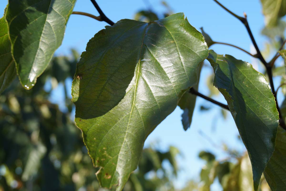Poliothyrsis sinensis Tuinplanten