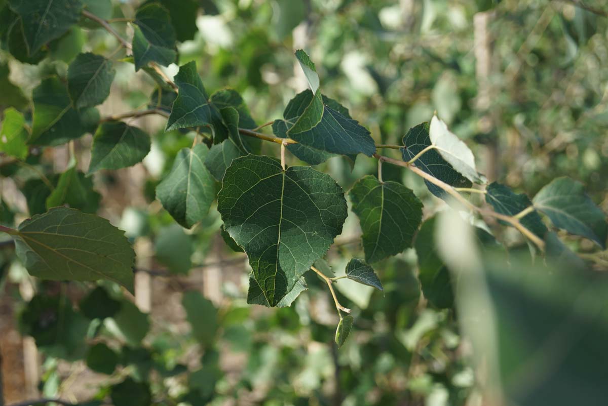 Populus tremula op stam