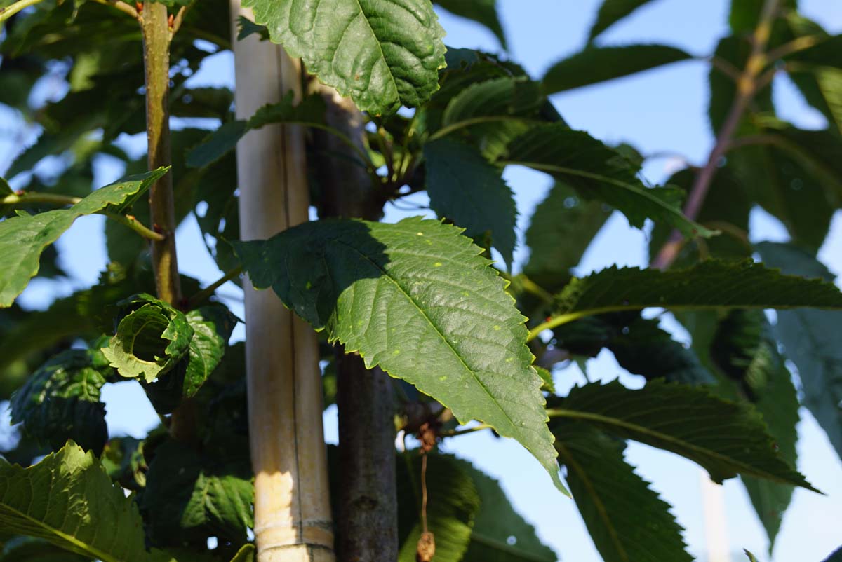 Prunus avium 'Landscape Bloom' solitair