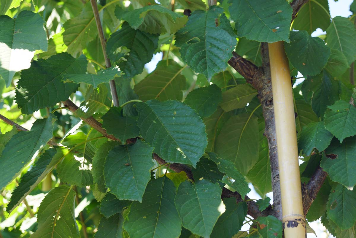 Prunus avium 'Road Scout' op stam